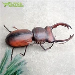 Animatronic Stag Beetle