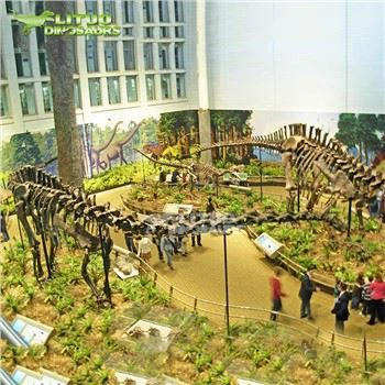 Diplodocus skelet